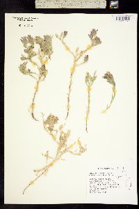 Chloropyron maritimum ssp. maritimus image