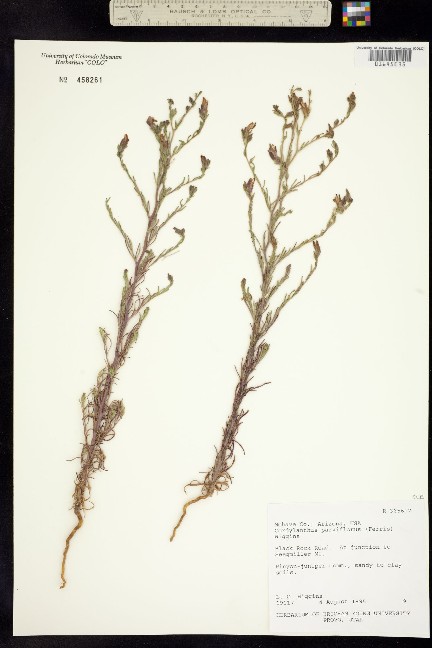 Cordylanthus parviflorus image