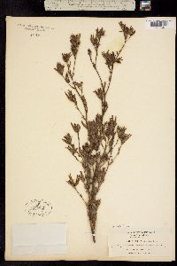 Image of Cordylanthus pilosus