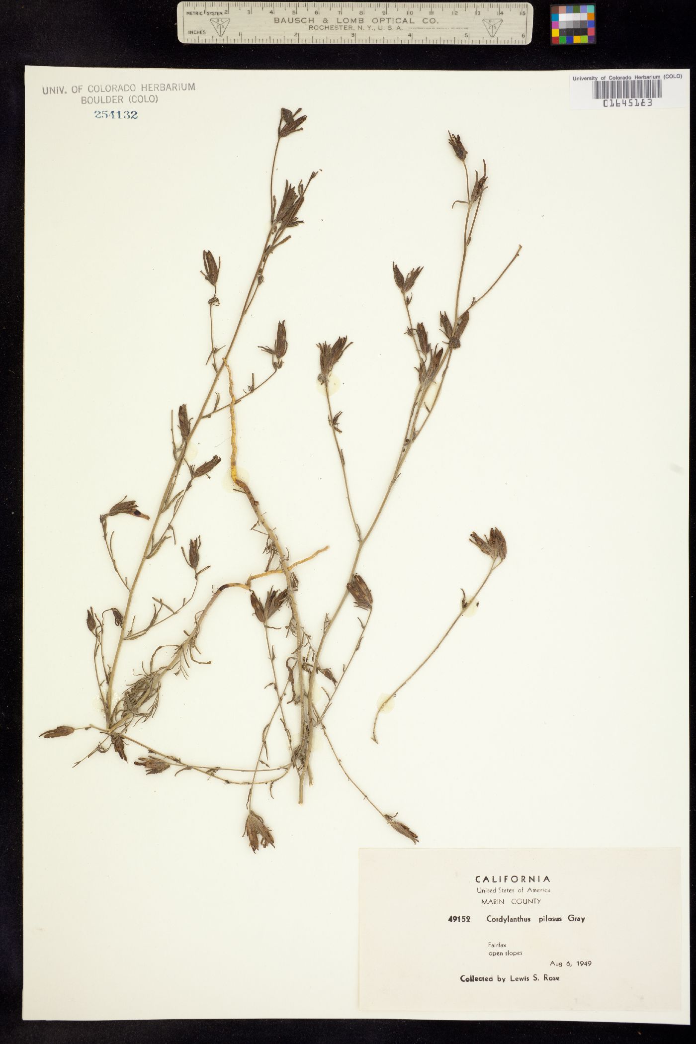 Cordylanthus pilosus image