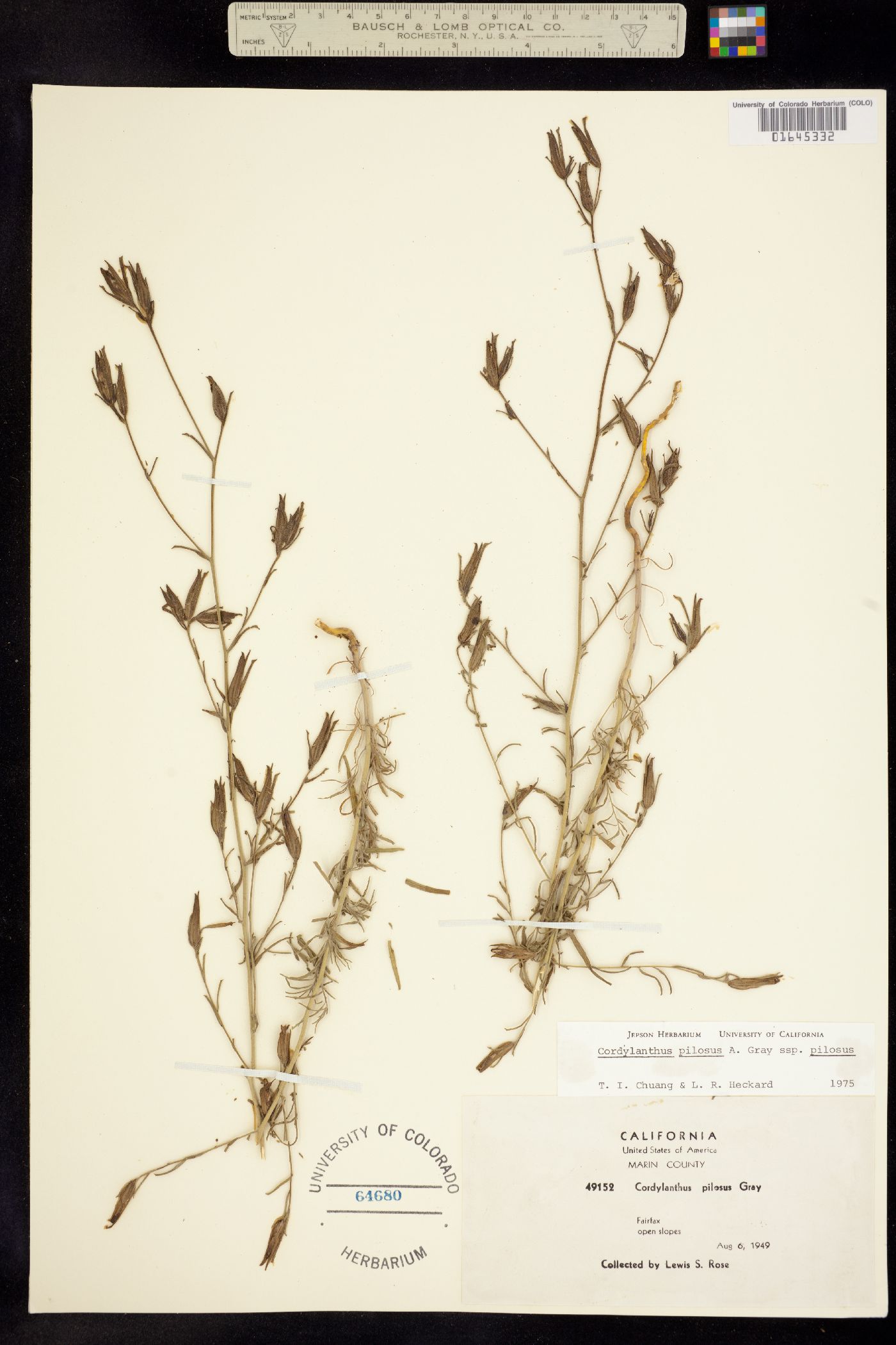 Cordylanthus pilosus image