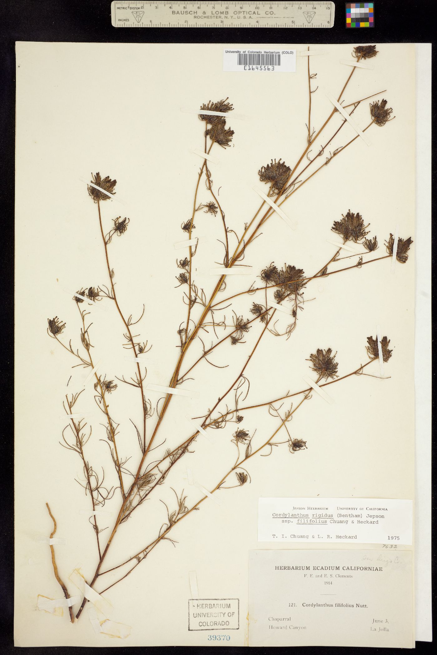 Cordylanthus rigidus image