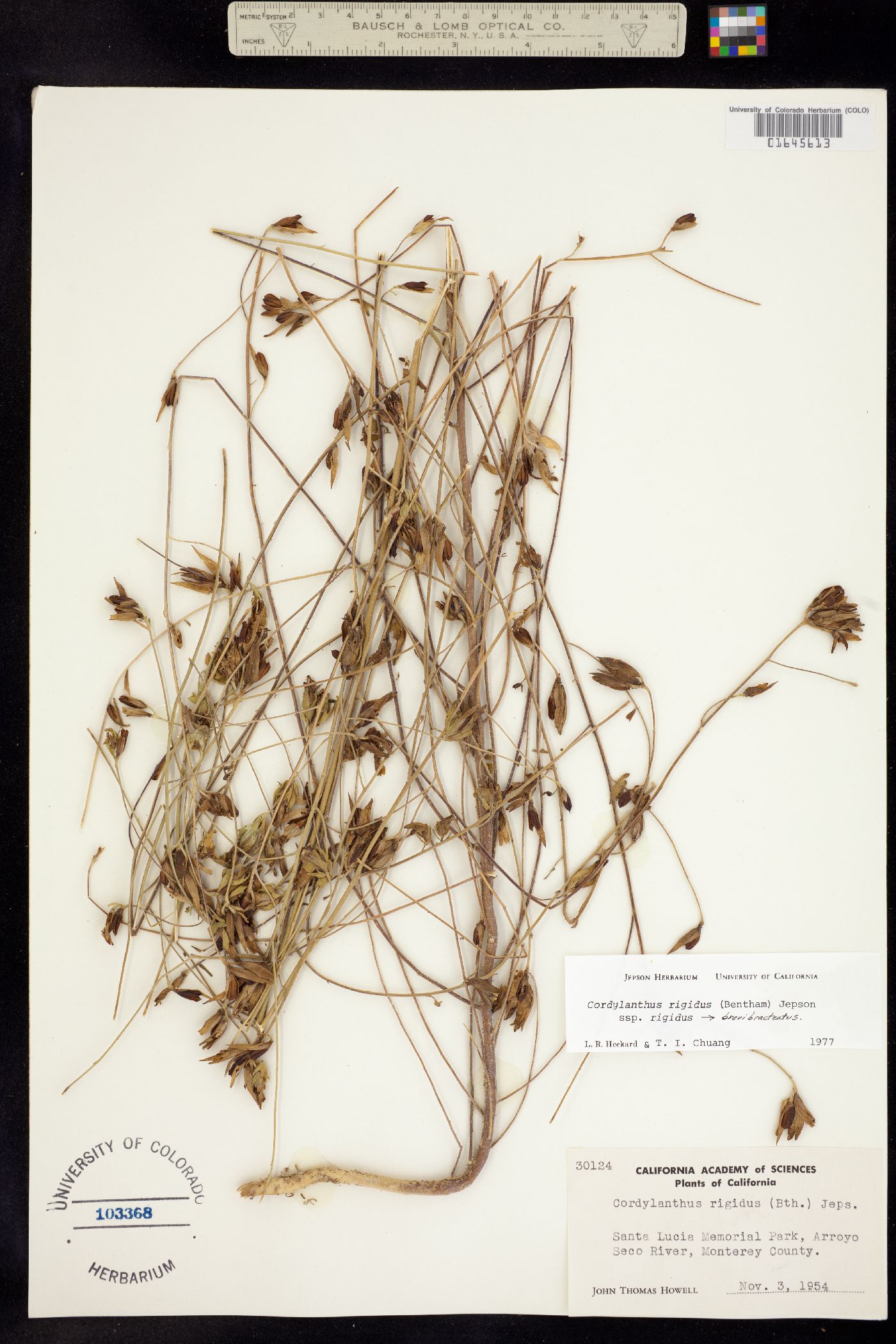 Cordylanthus rigidus image