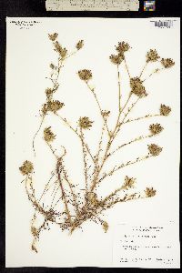 Image of Cordylanthus rigidus