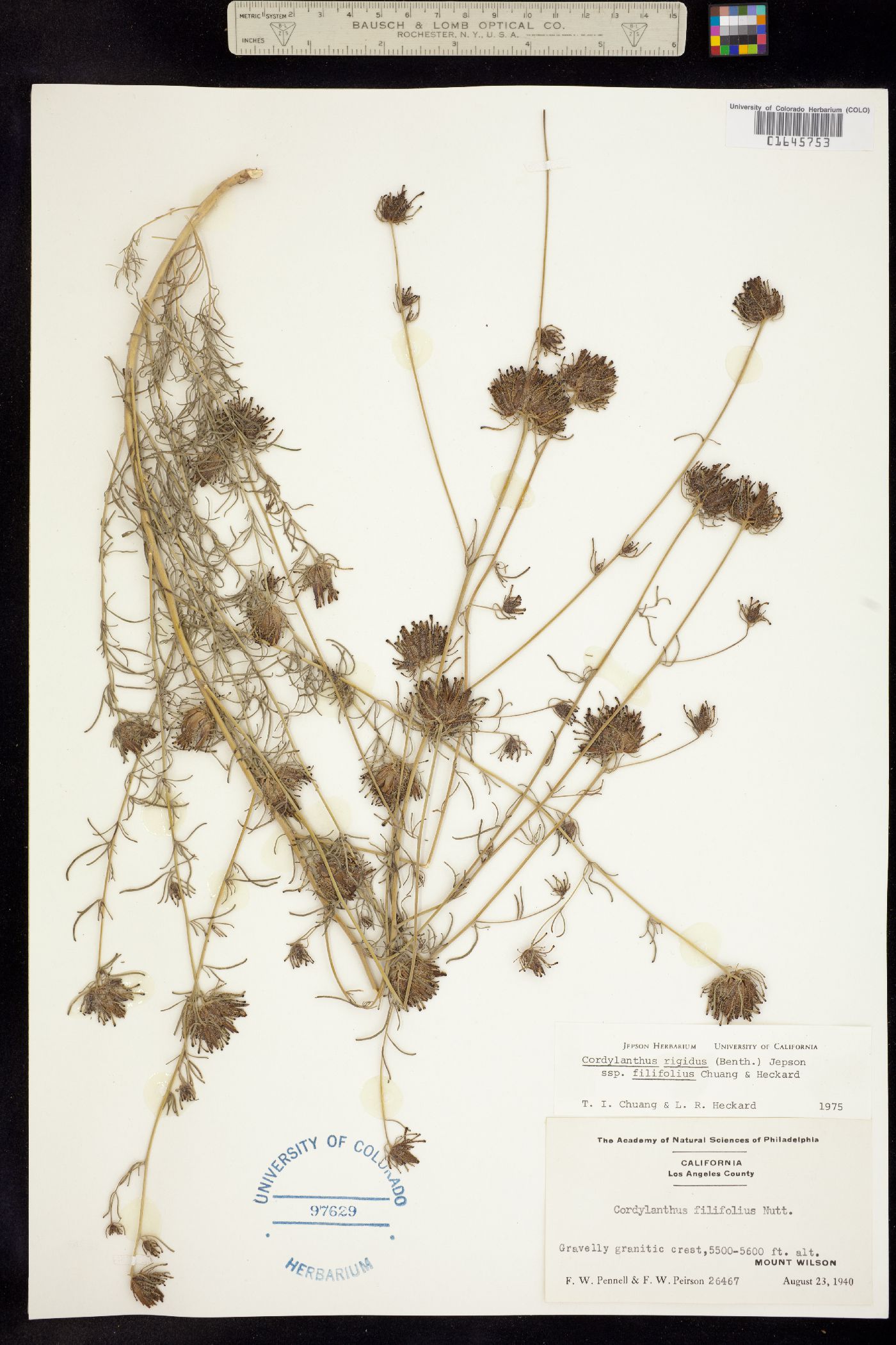 Cordylanthus rigidus image