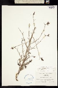 Image of Cordylanthus tenuis