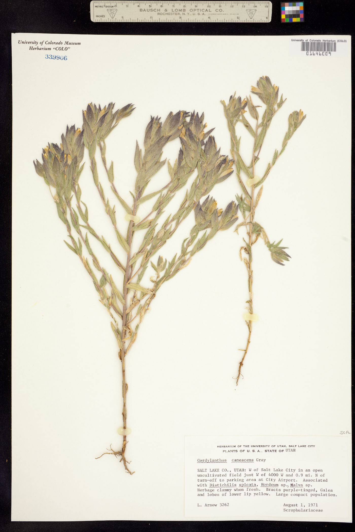 Chloropyron maritimum ssp. canescens image