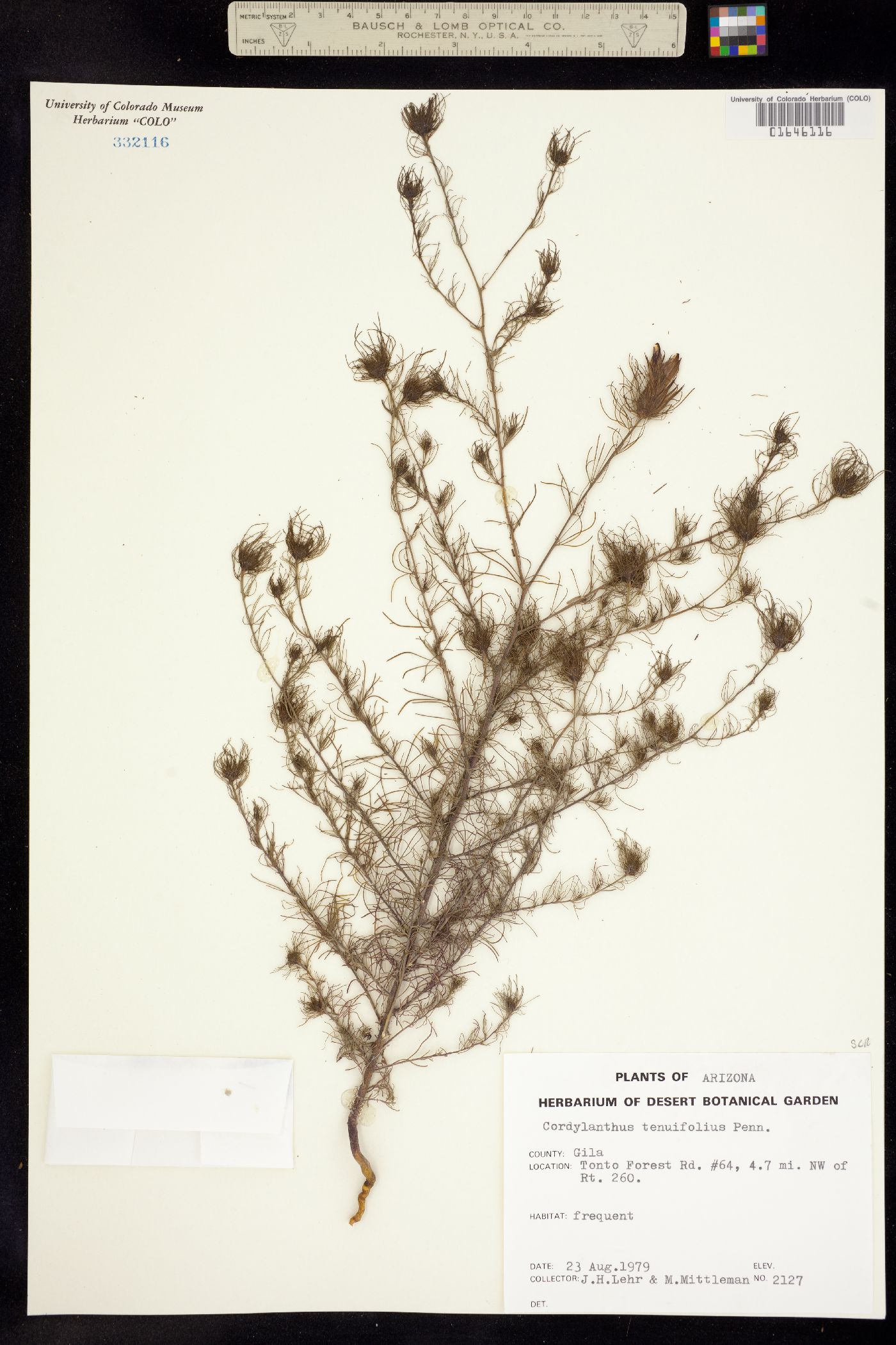 Cordylanthus wrightii ssp. tenuifolius image