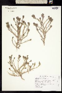 Image of Cordylanthus maritimus