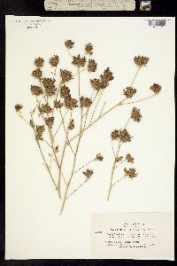 Cordylanthus compactus image