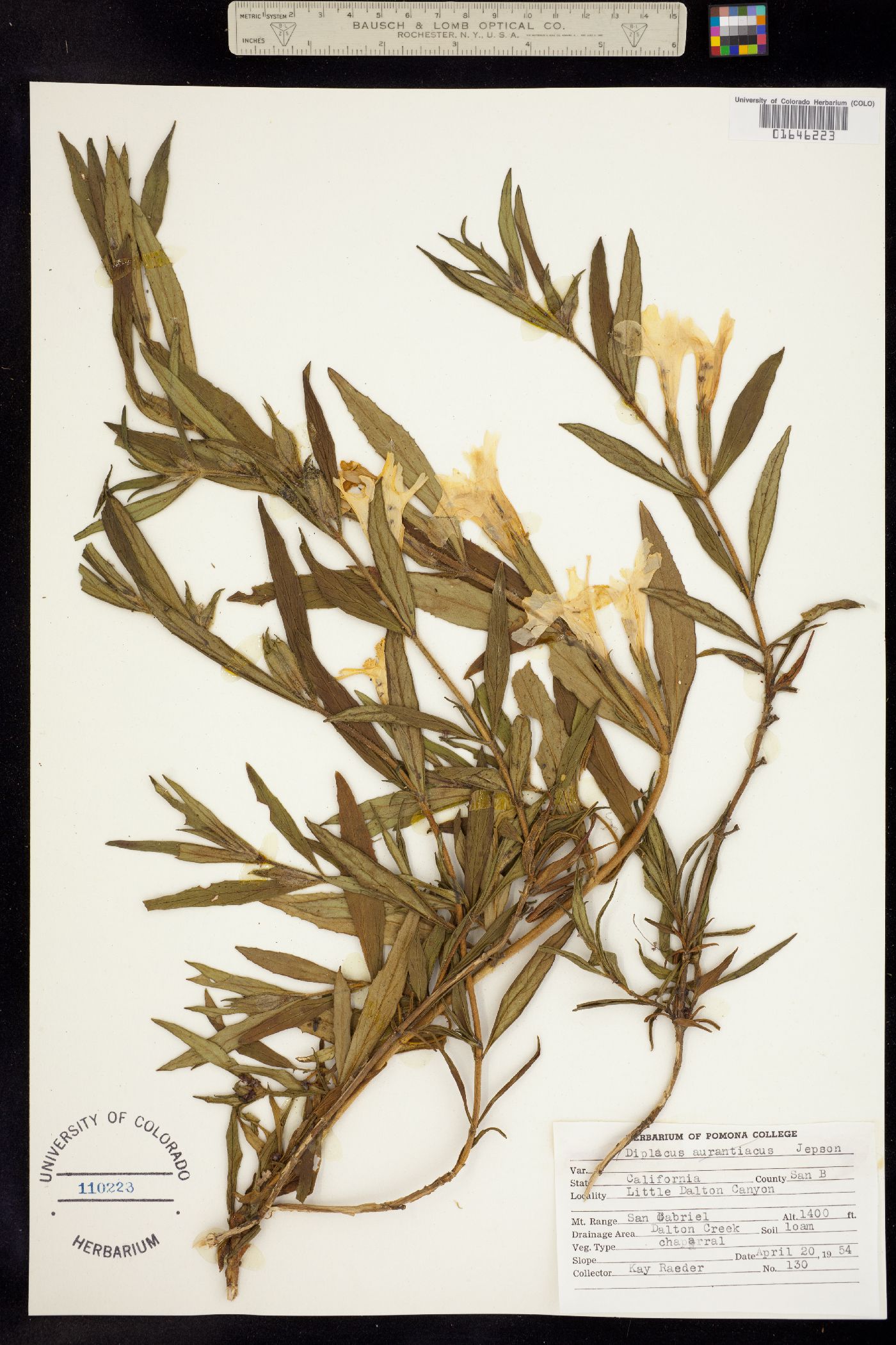 Diplacus aurantiacus image