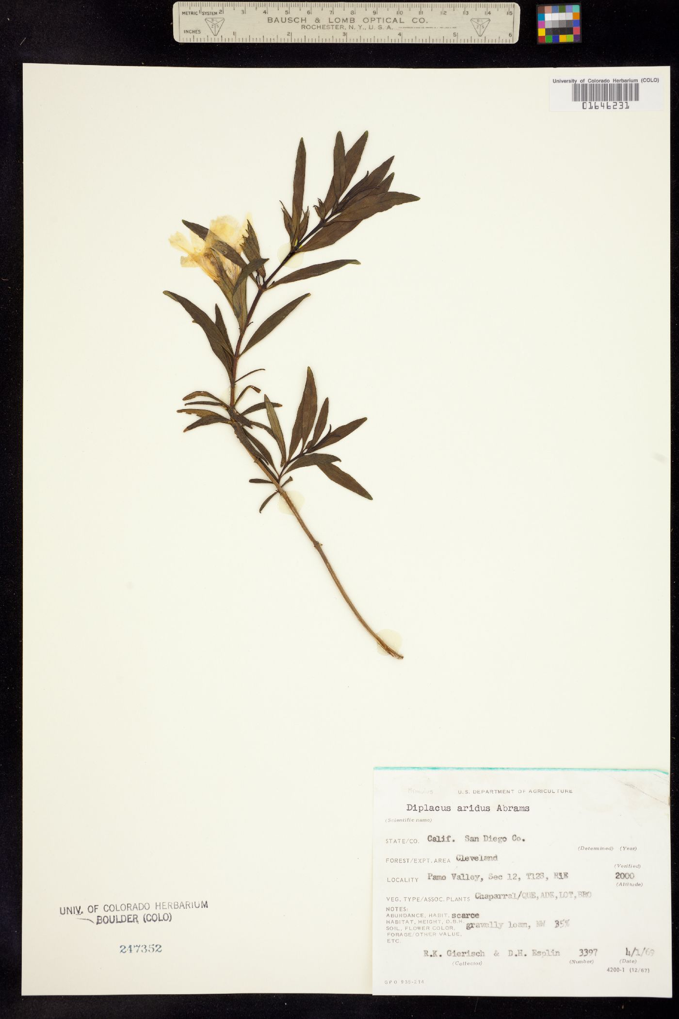 Diplacus aridus image