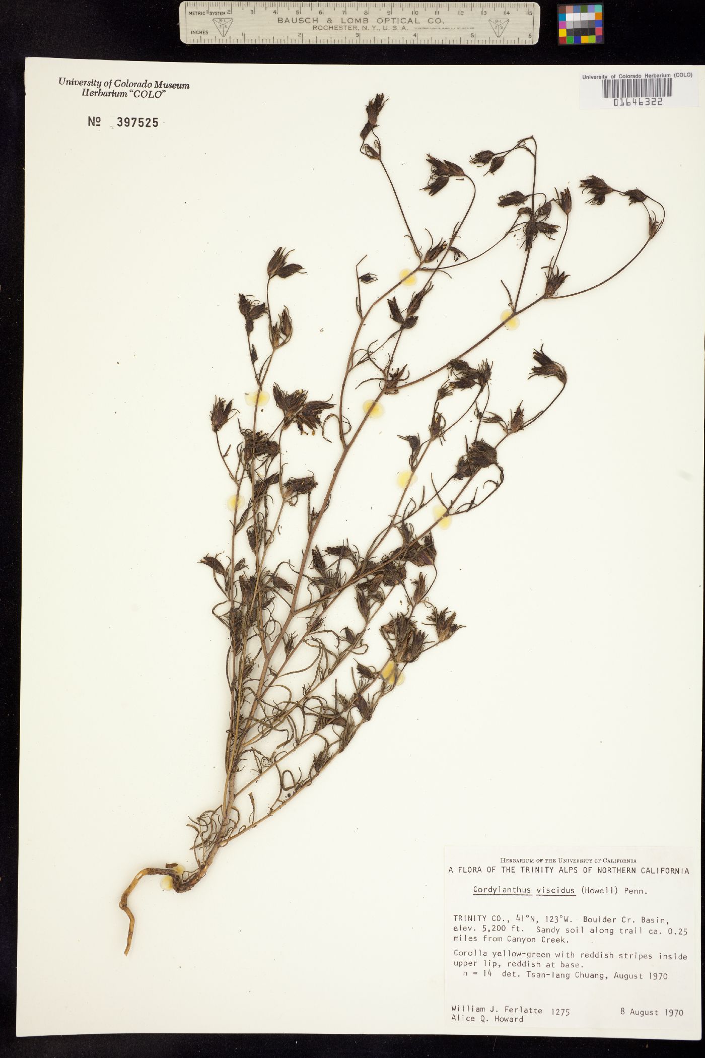 Cordylanthus tenuis ssp. viscidus image