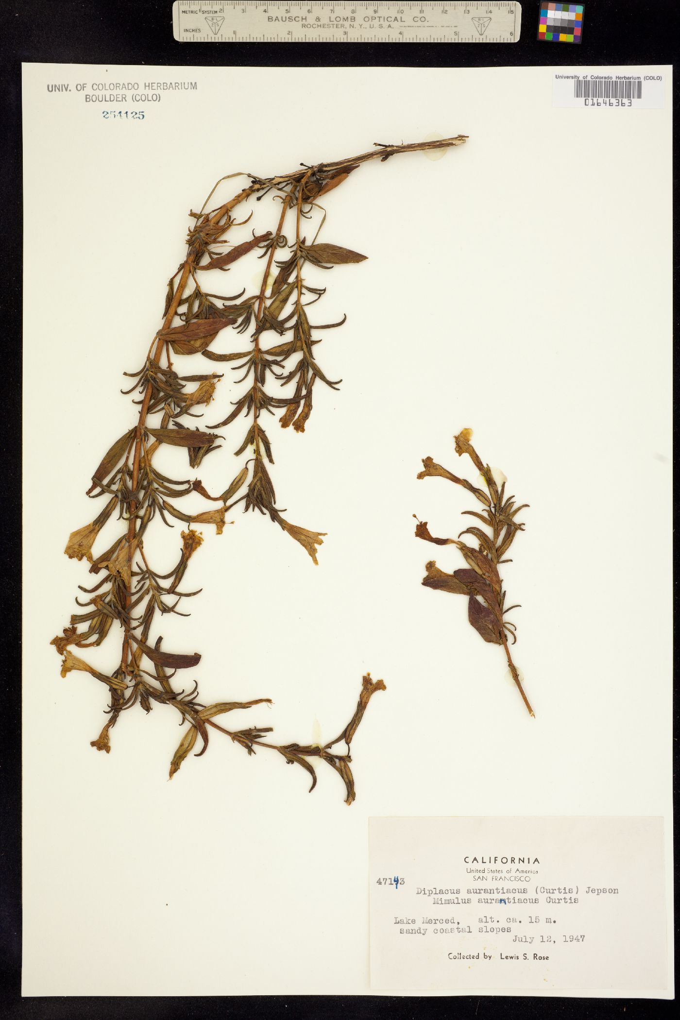 Diplacus aurantiacus image