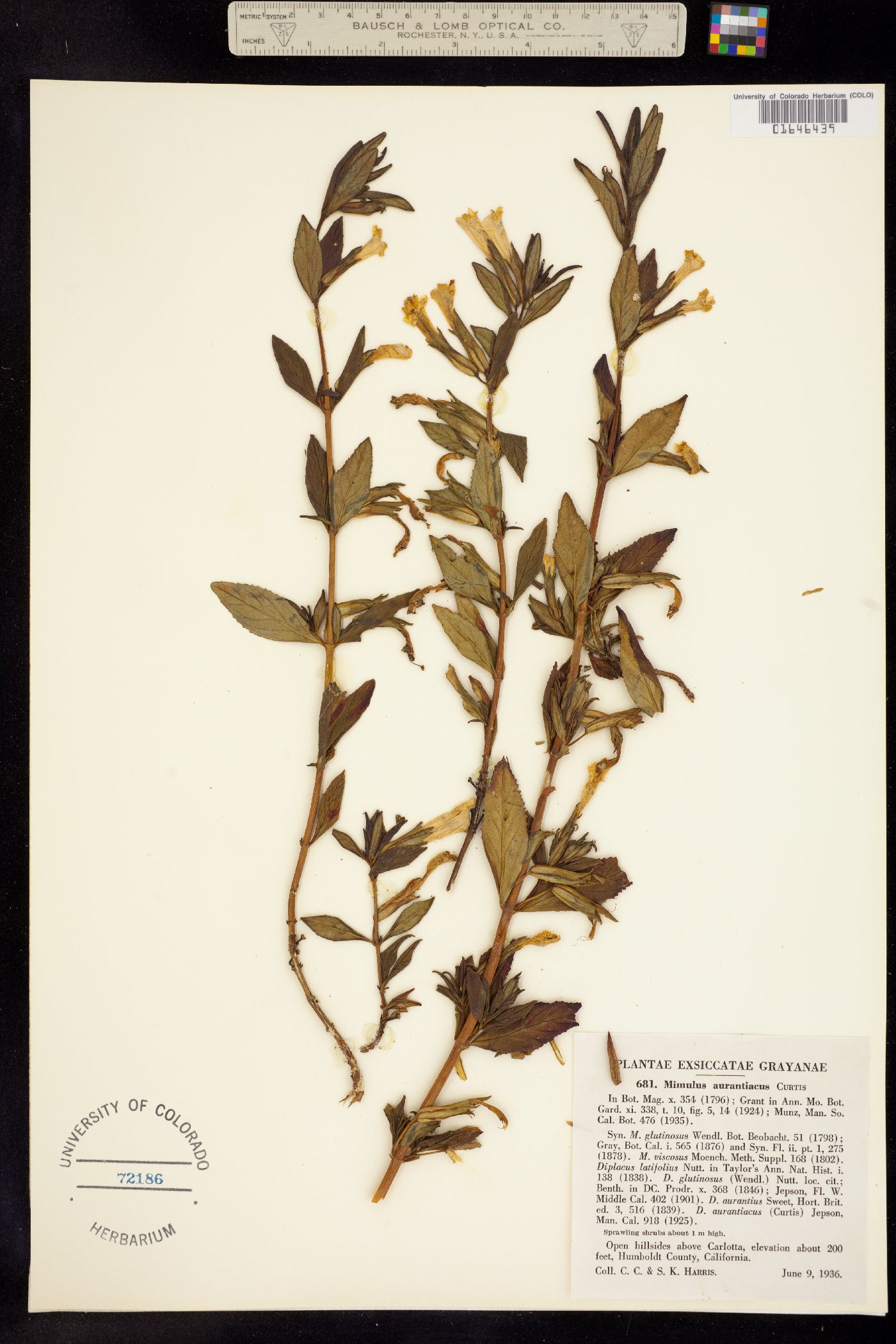 Diplacus aurantiacus image