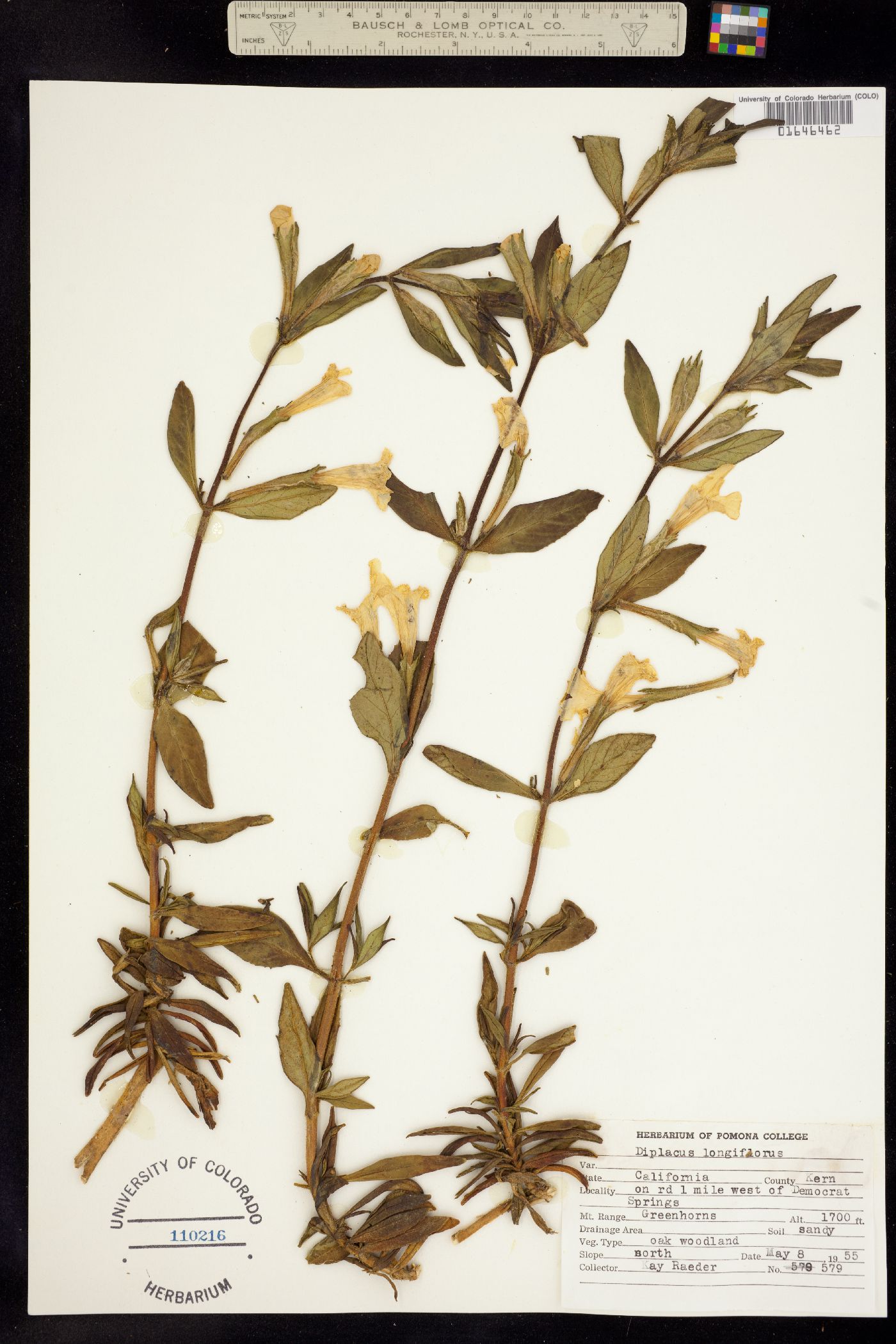 Diplacus longiflorus image