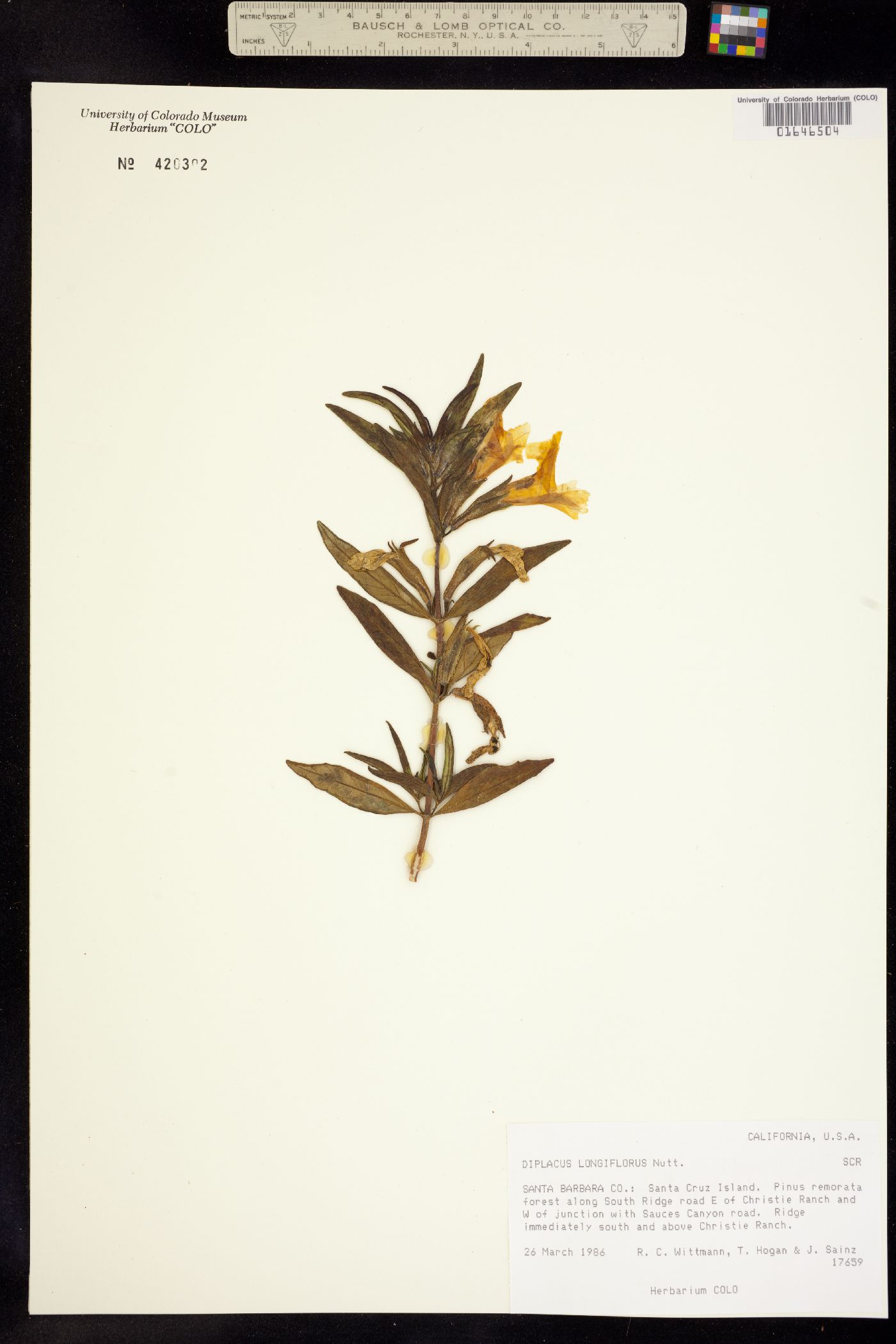 Diplacus longiflorus image