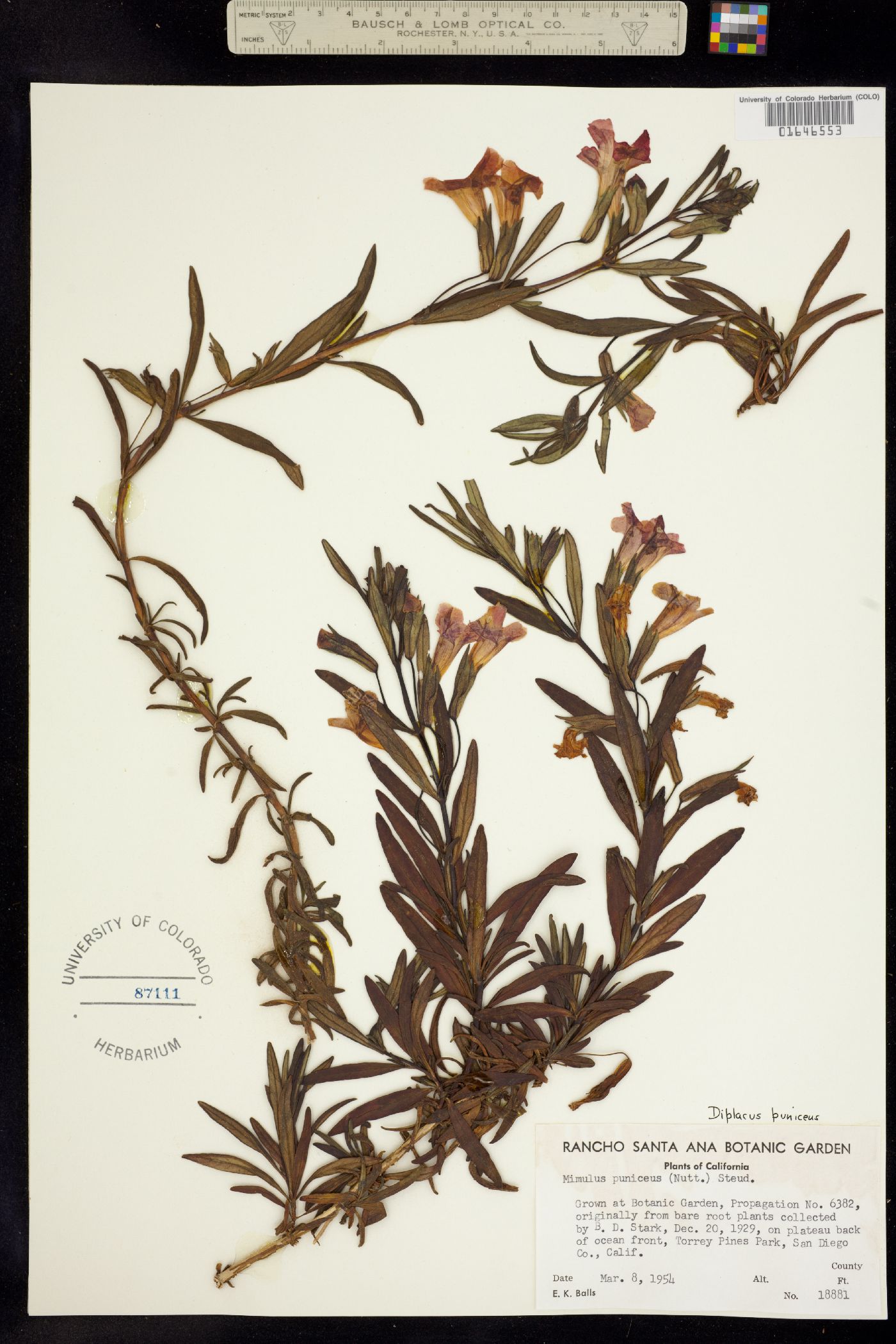 Diplacus puniceus image