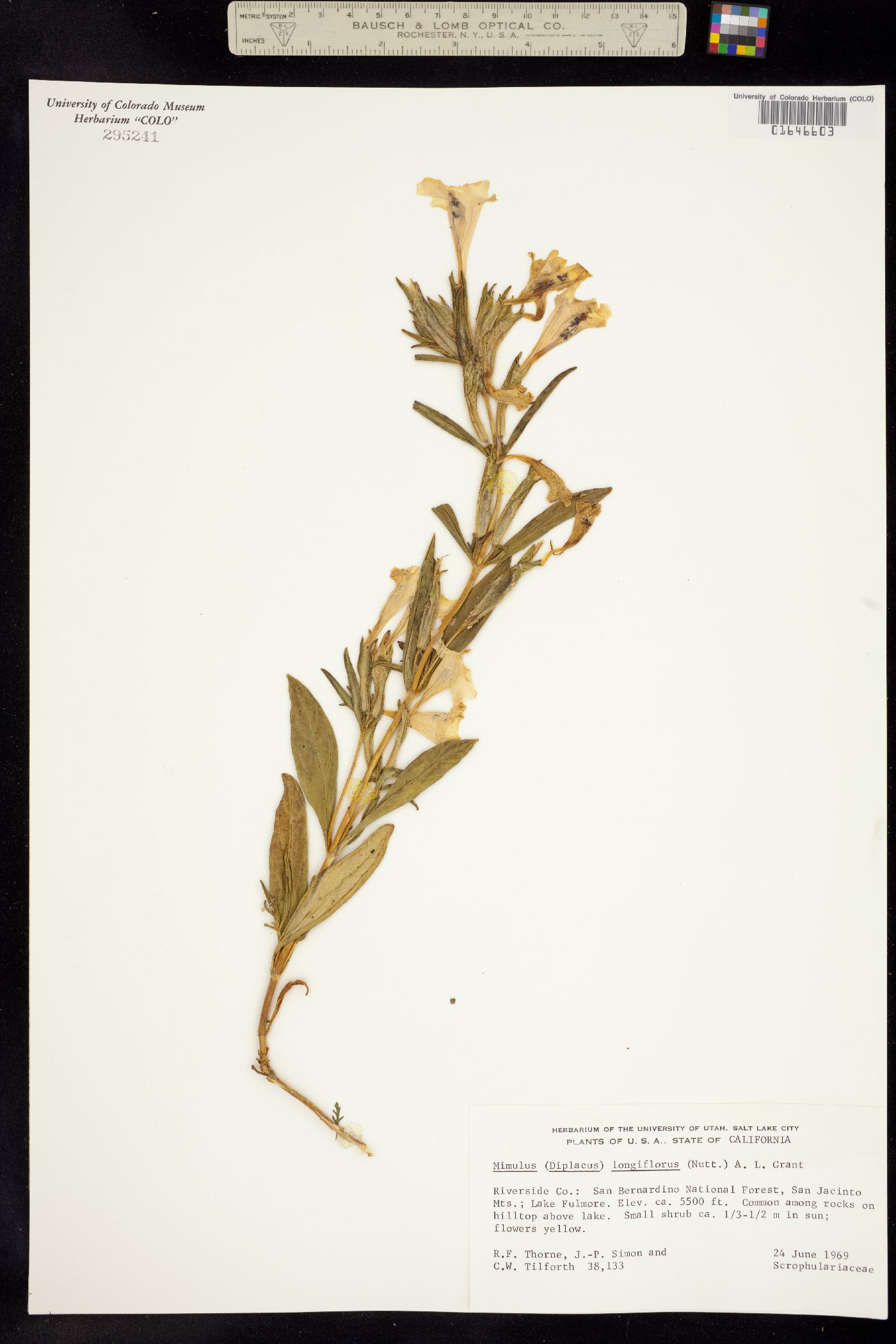 Diplacus longiflorus image