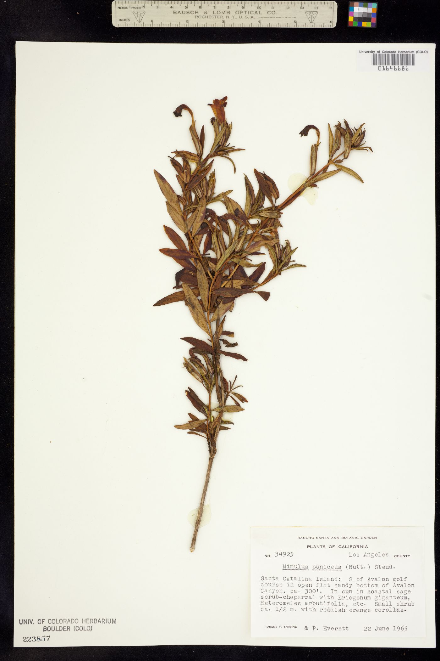 Diplacus puniceus image