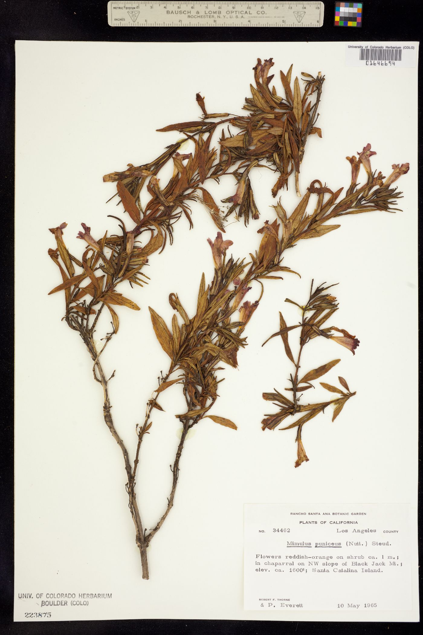 Diplacus puniceus image
