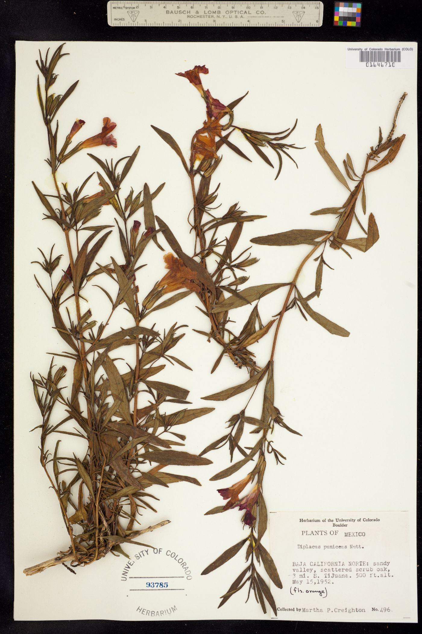 Diplacus puniceus image