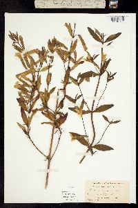 Diplacus aurantiacus ssp. aurantiacus image
