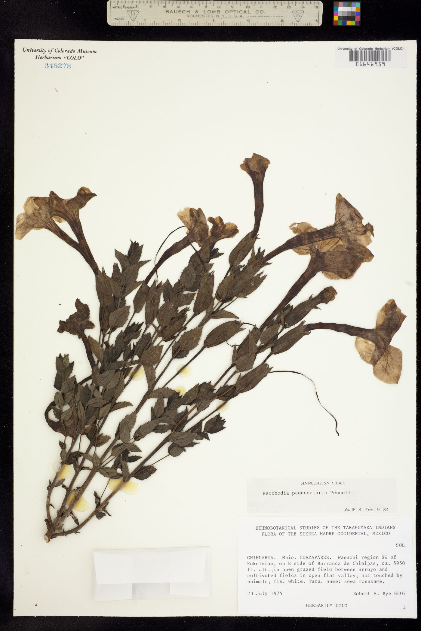 Escobedia peduncularis image