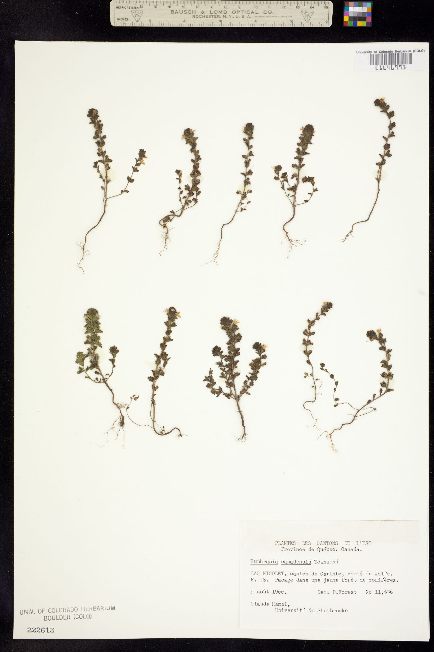 Euphrasia canadensis image