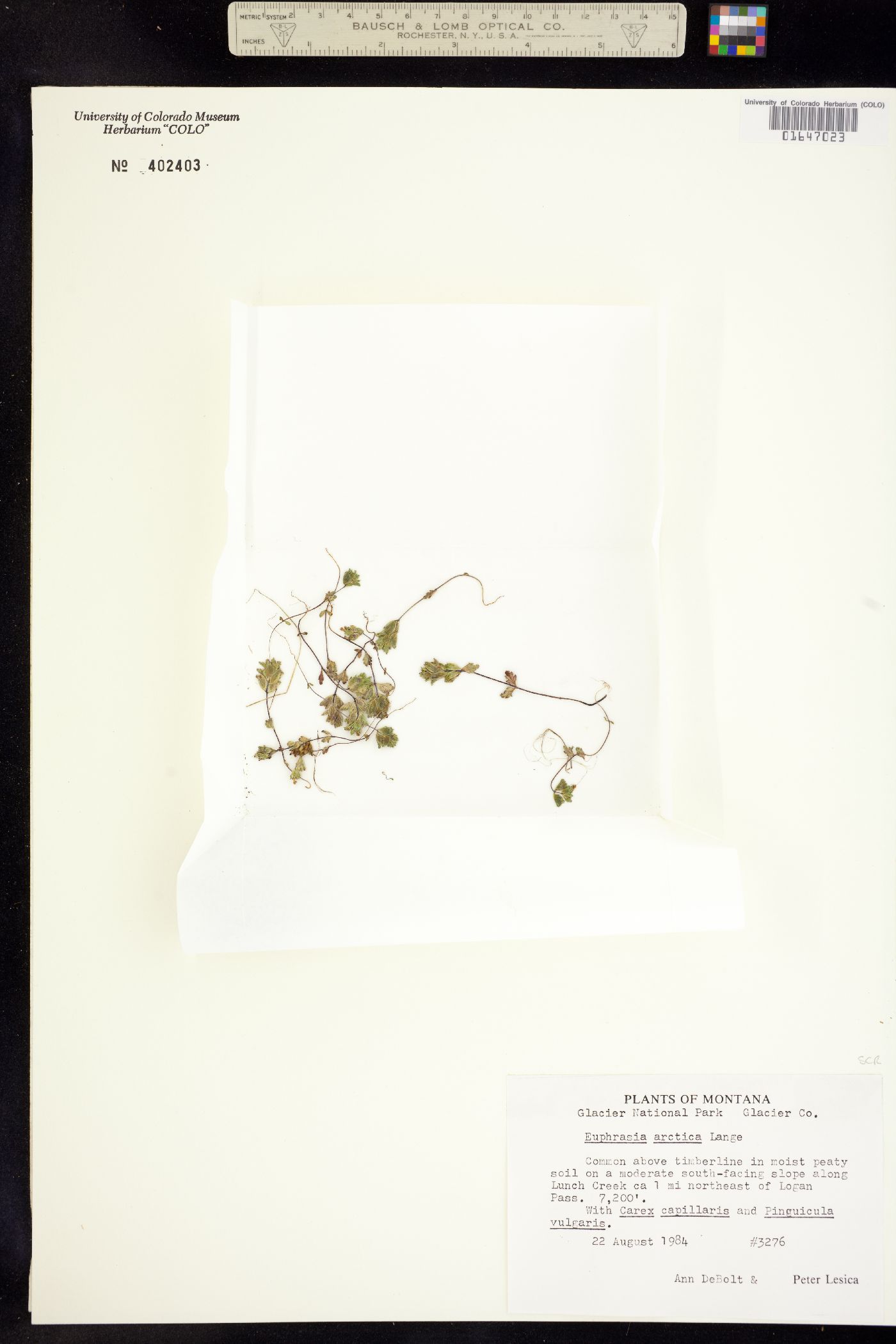 Euphrasia frigida image