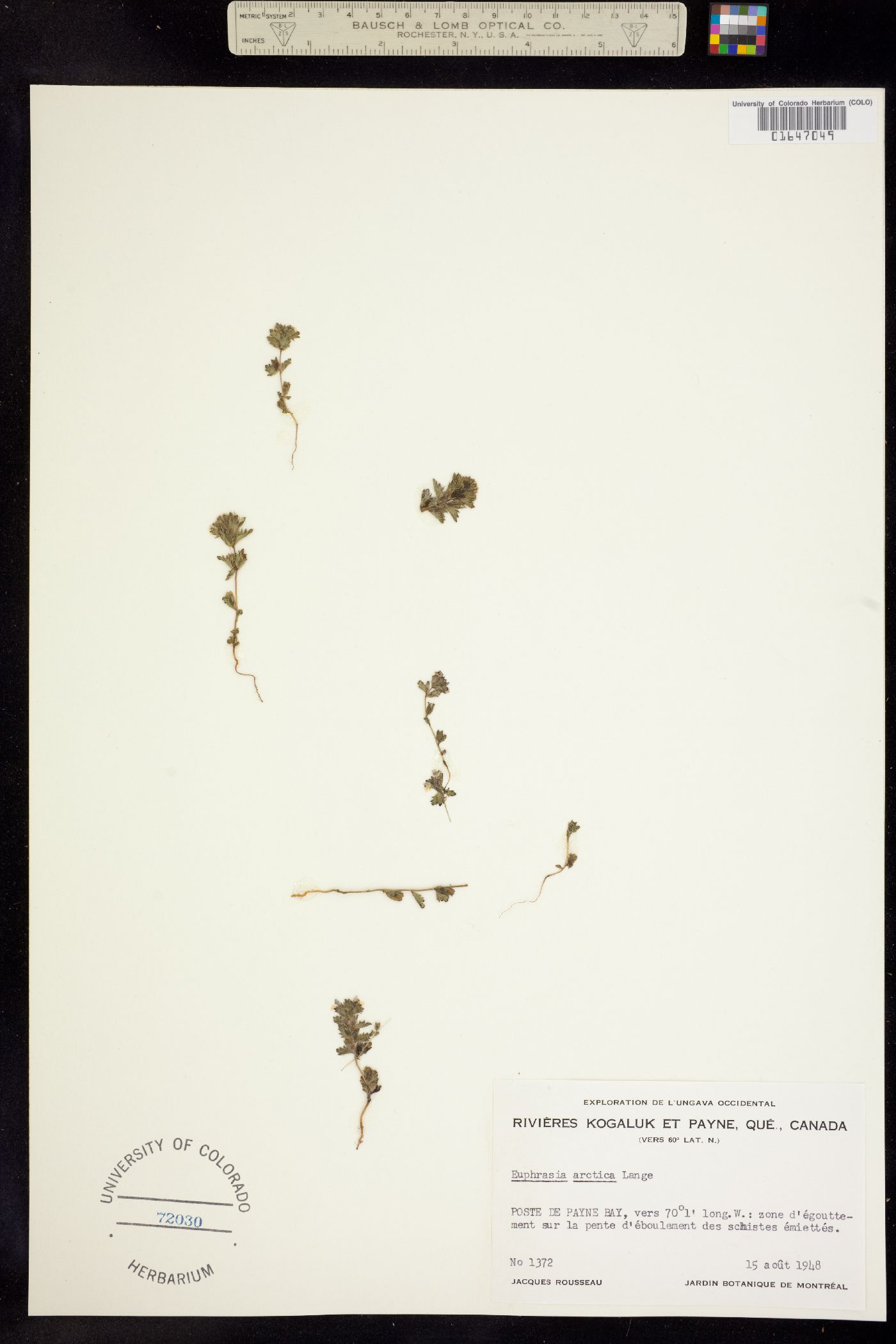 Euphrasia frigida image