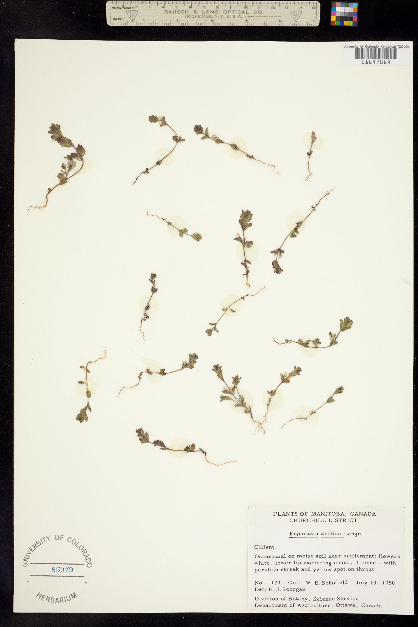 Euphrasia frigida image