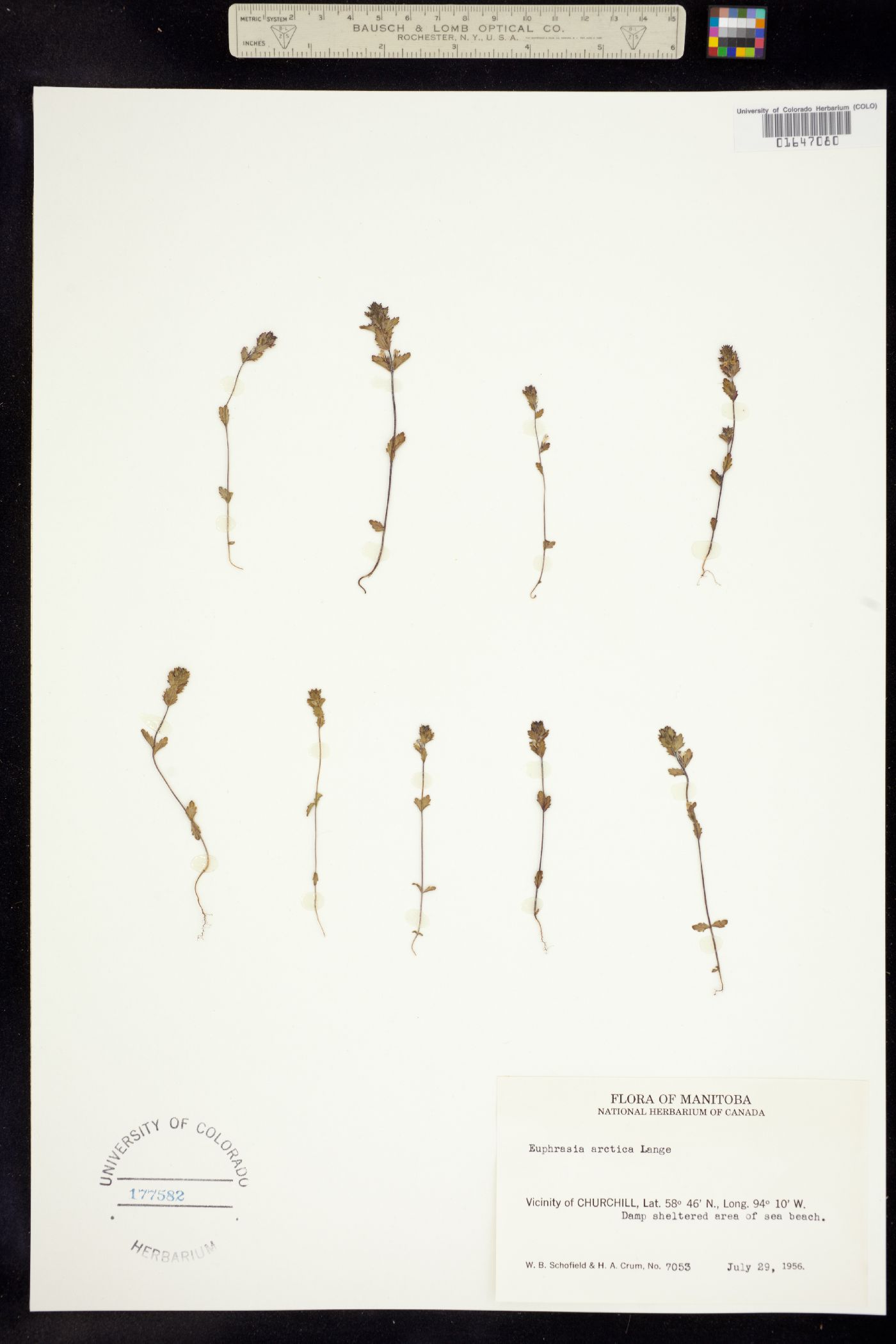 Euphrasia frigida image