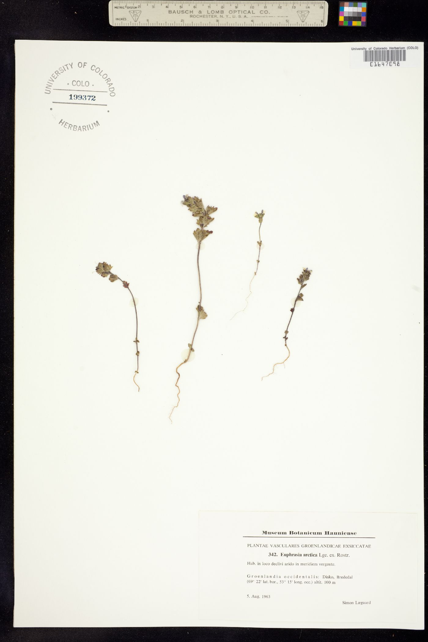 Euphrasia frigida image