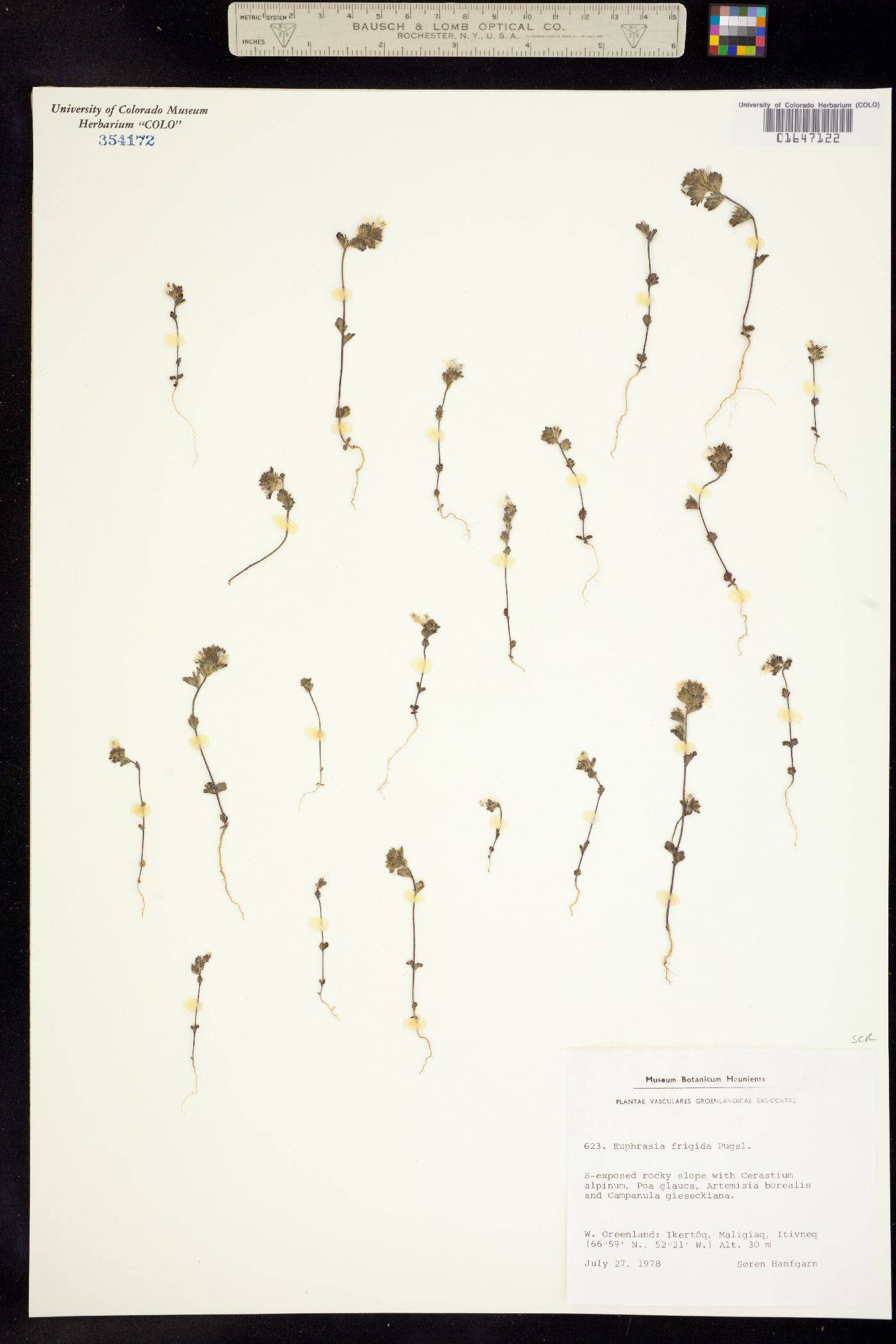 Euphrasia frigida image