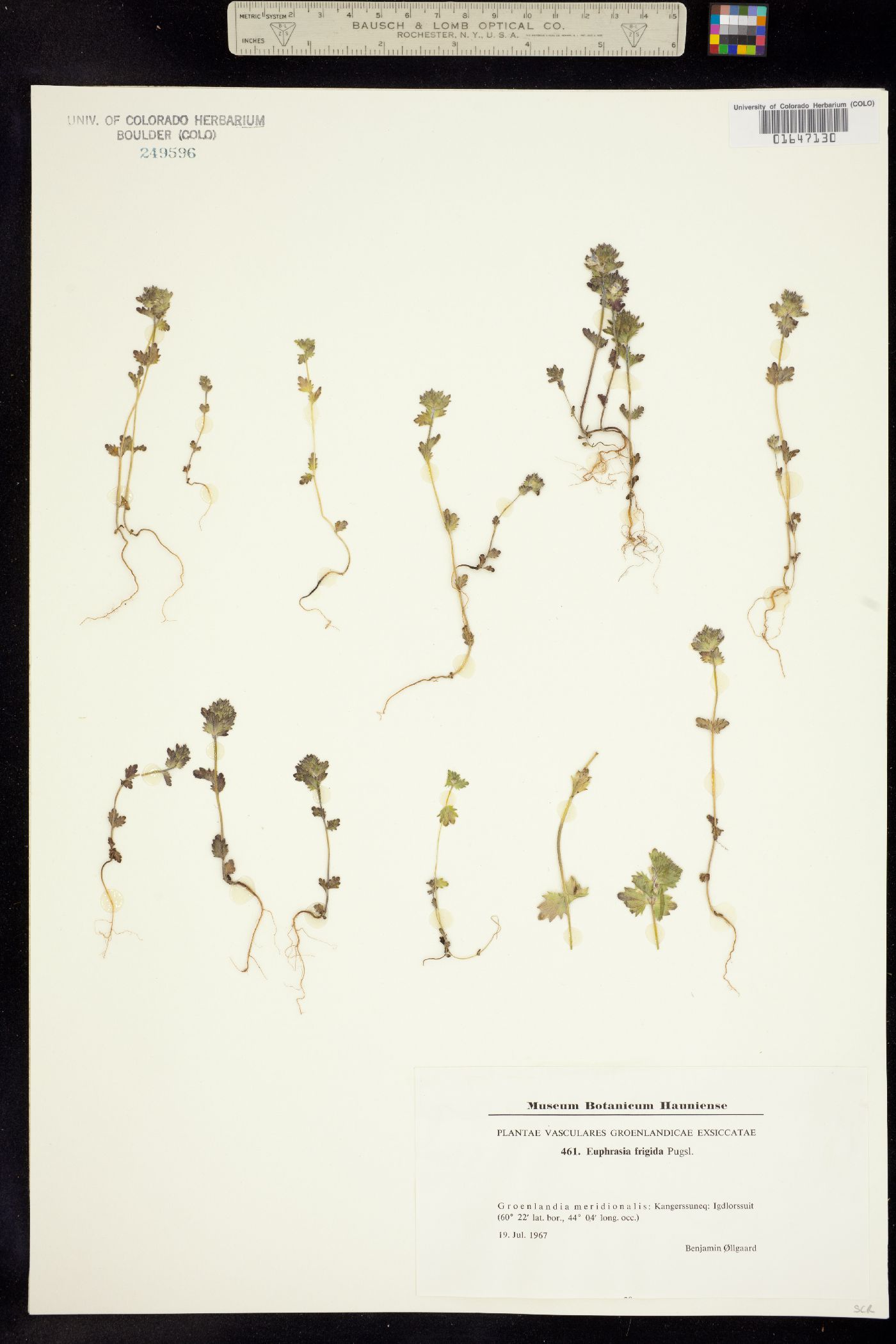 Euphrasia frigida image