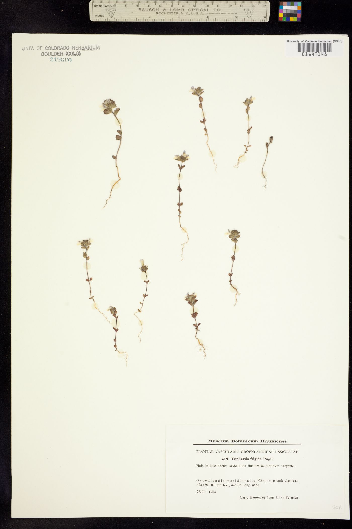 Euphrasia frigida image
