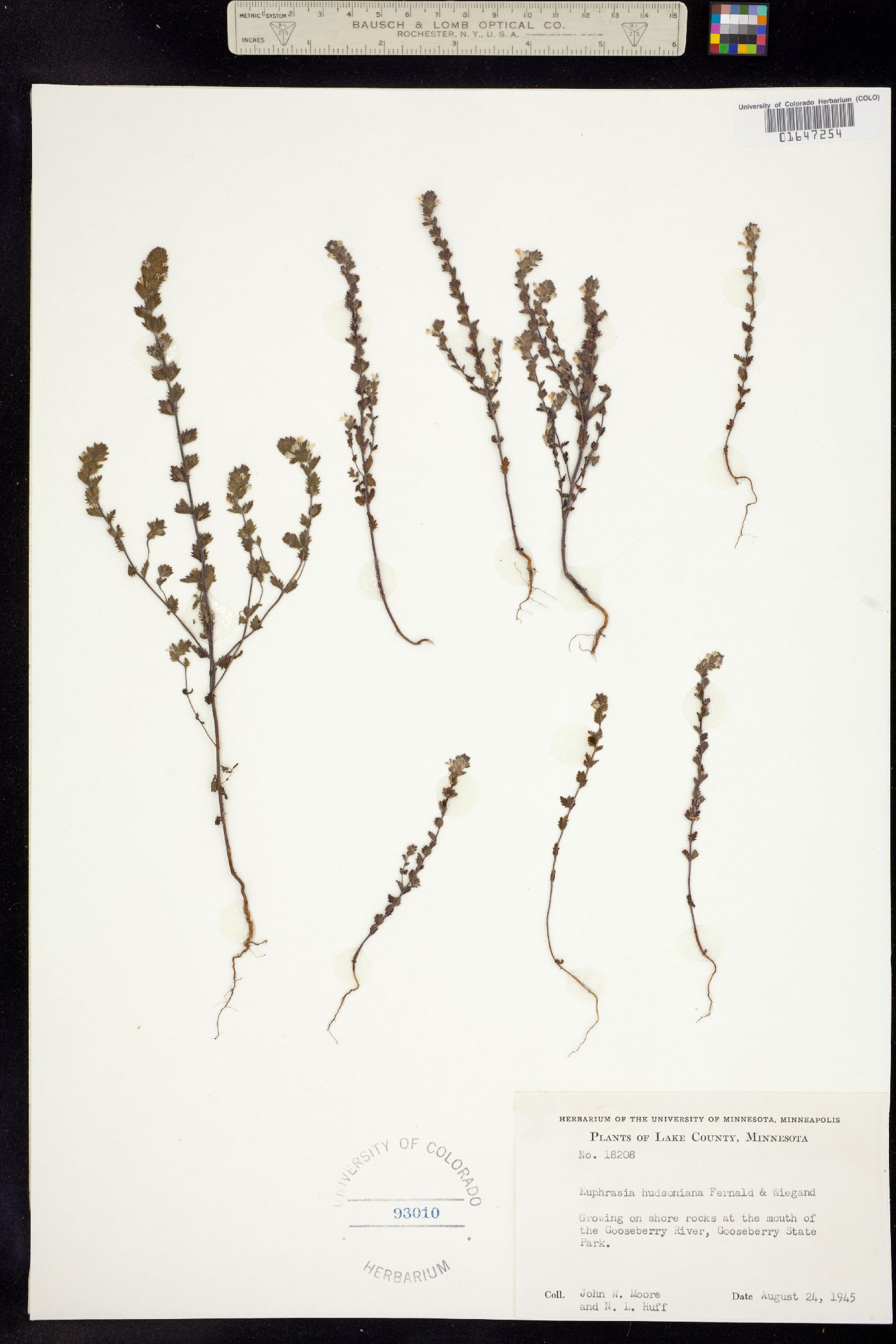 Euphrasia hudsoniana image