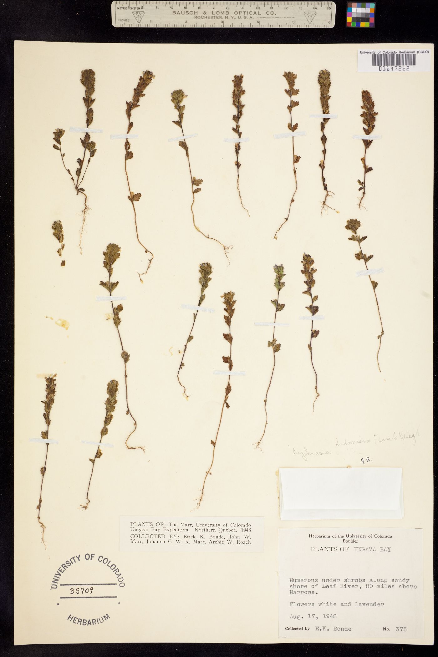 Euphrasia hudsoniana image