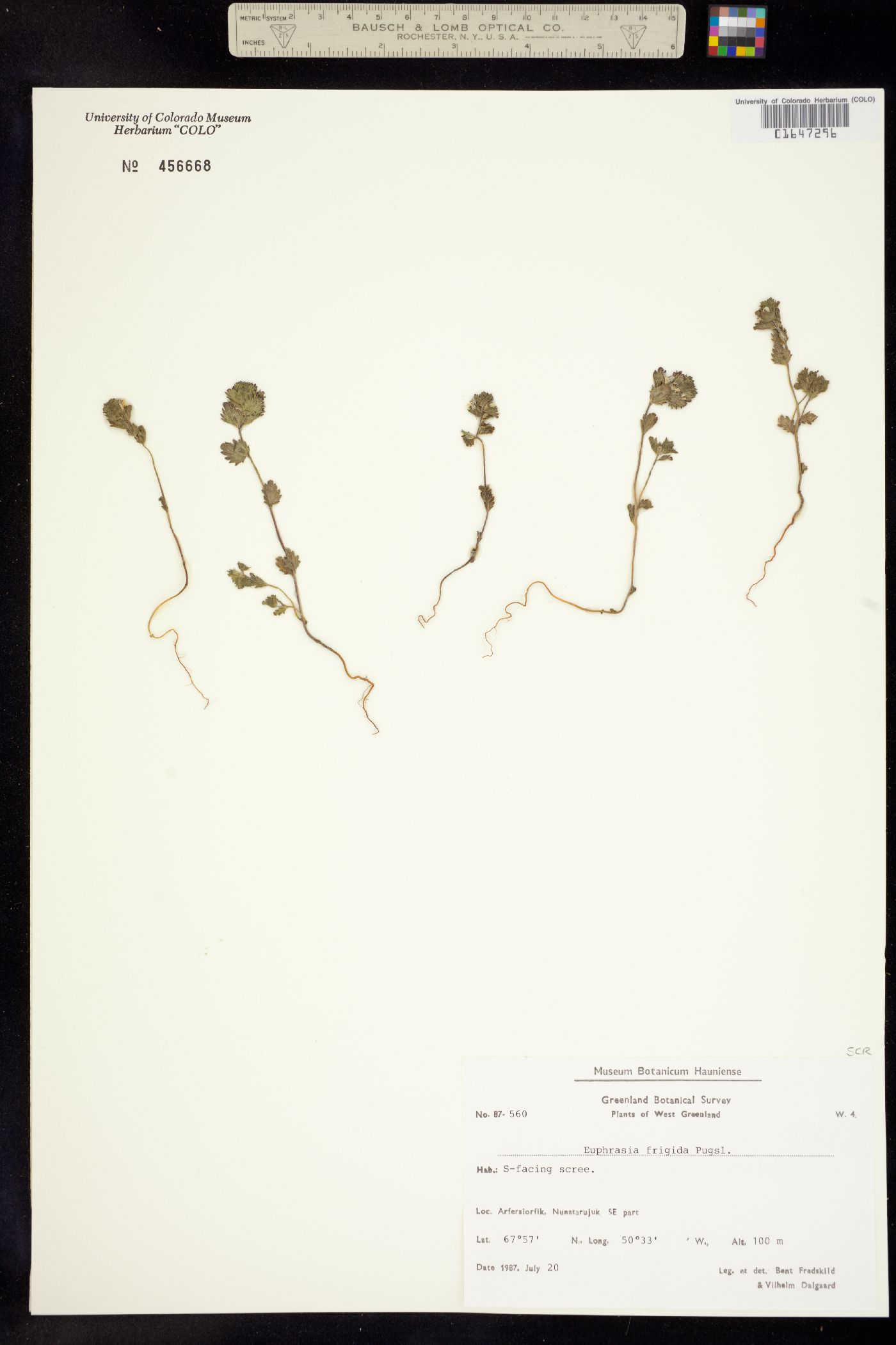 Euphrasia frigida image