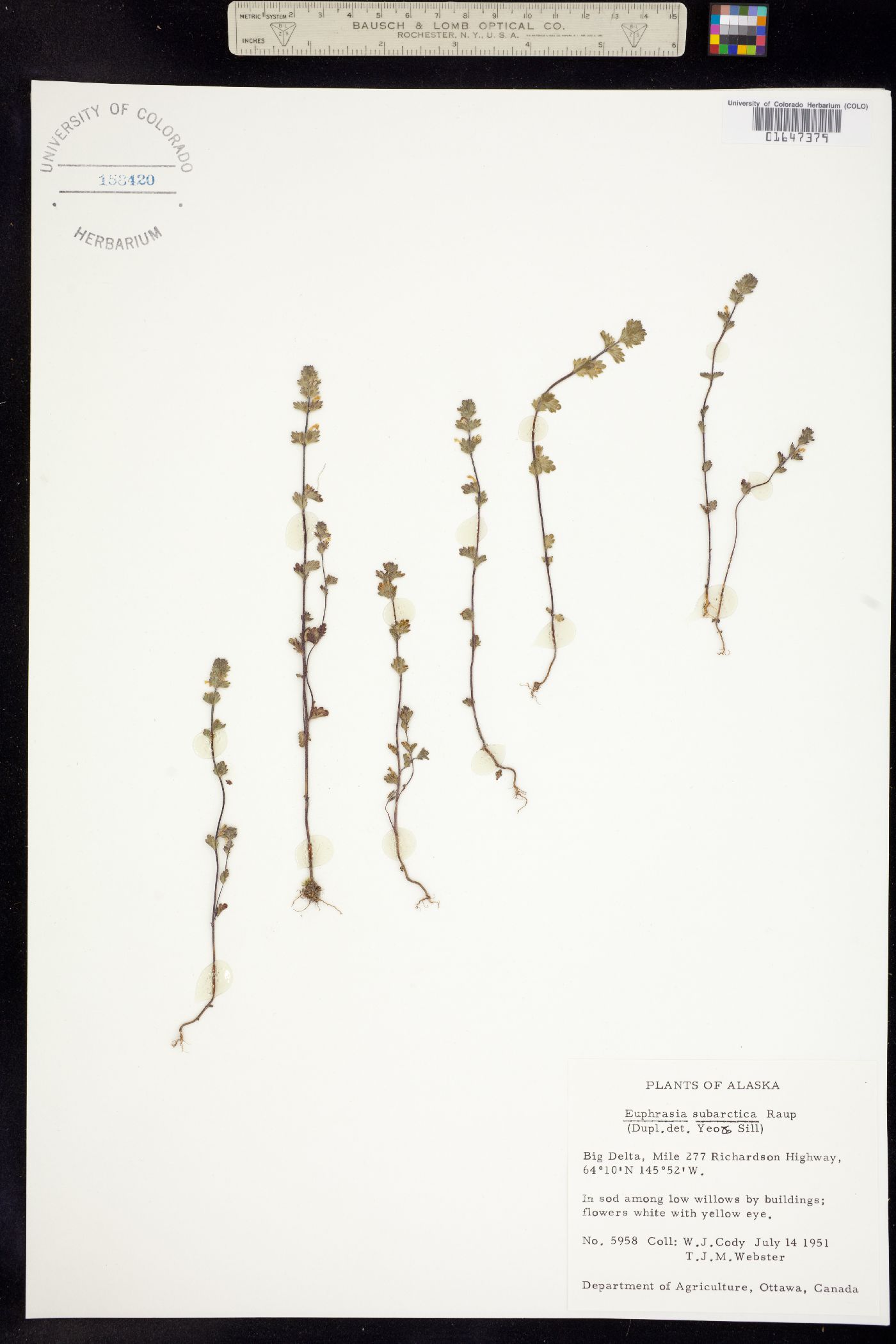 Euphrasia subarctica image