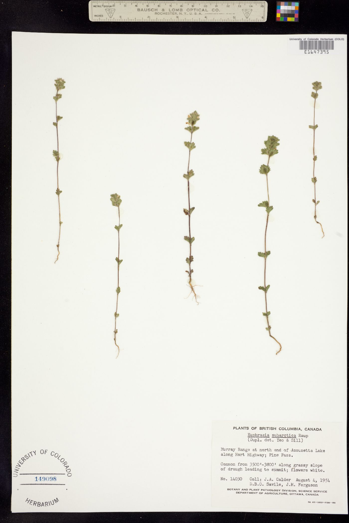 Euphrasia subarctica image