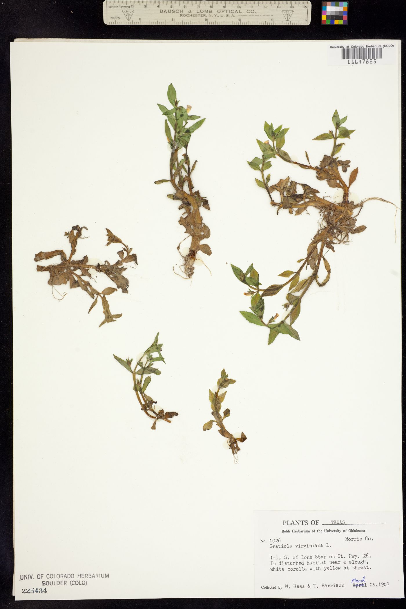 Gratiola virginiana image