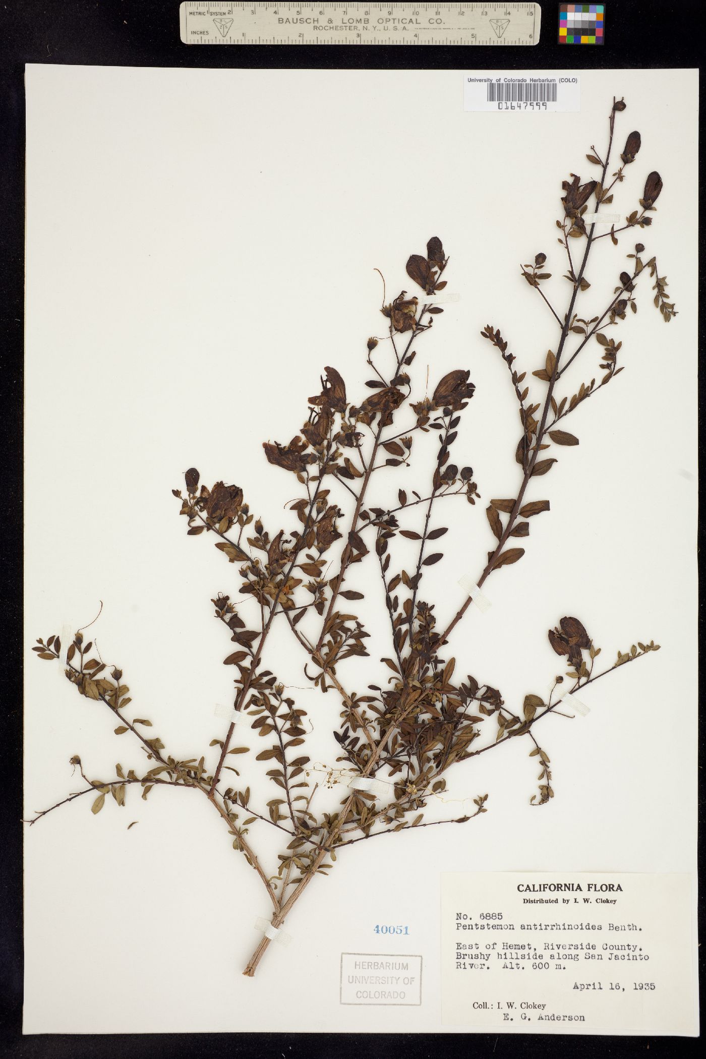 Keckiella antirrhinoides image