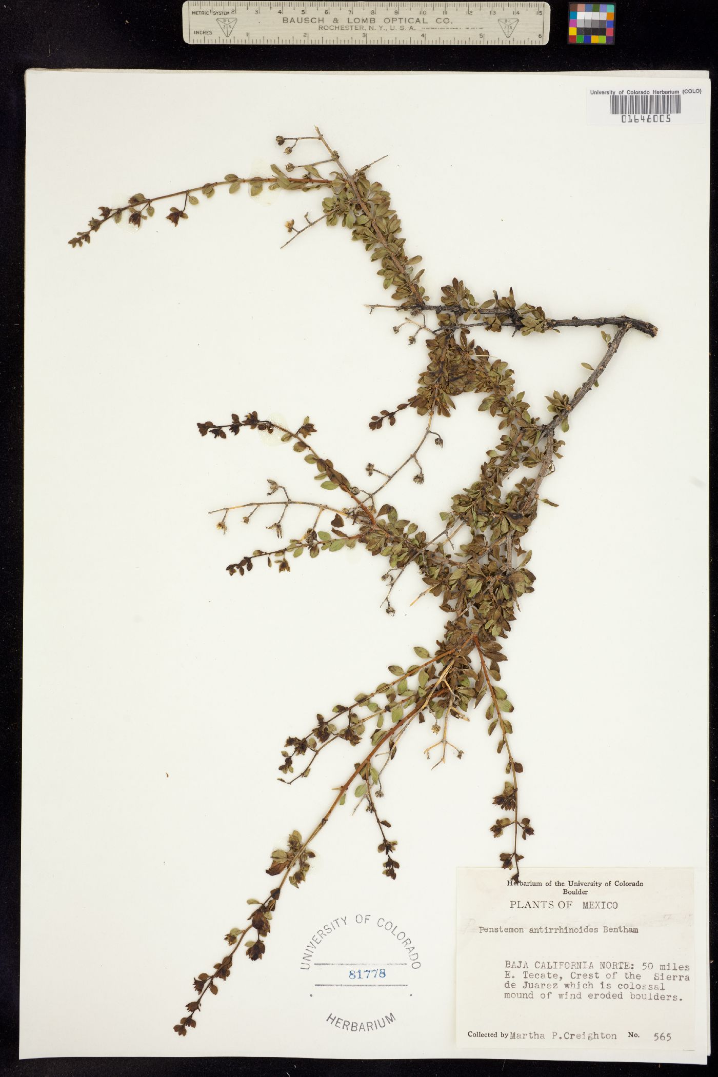 Keckiella antirrhinoides image