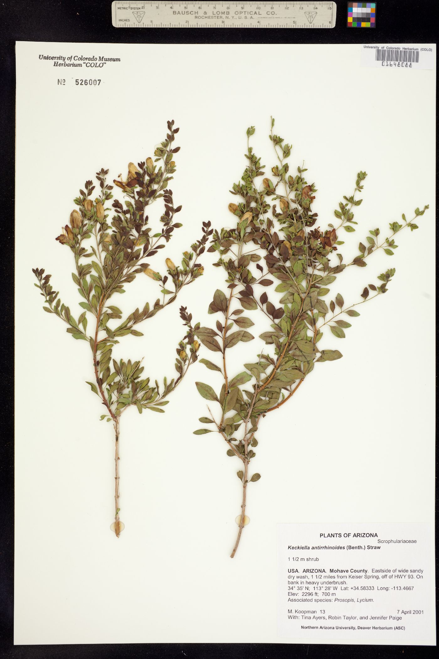 Keckiella antirrhinoides image