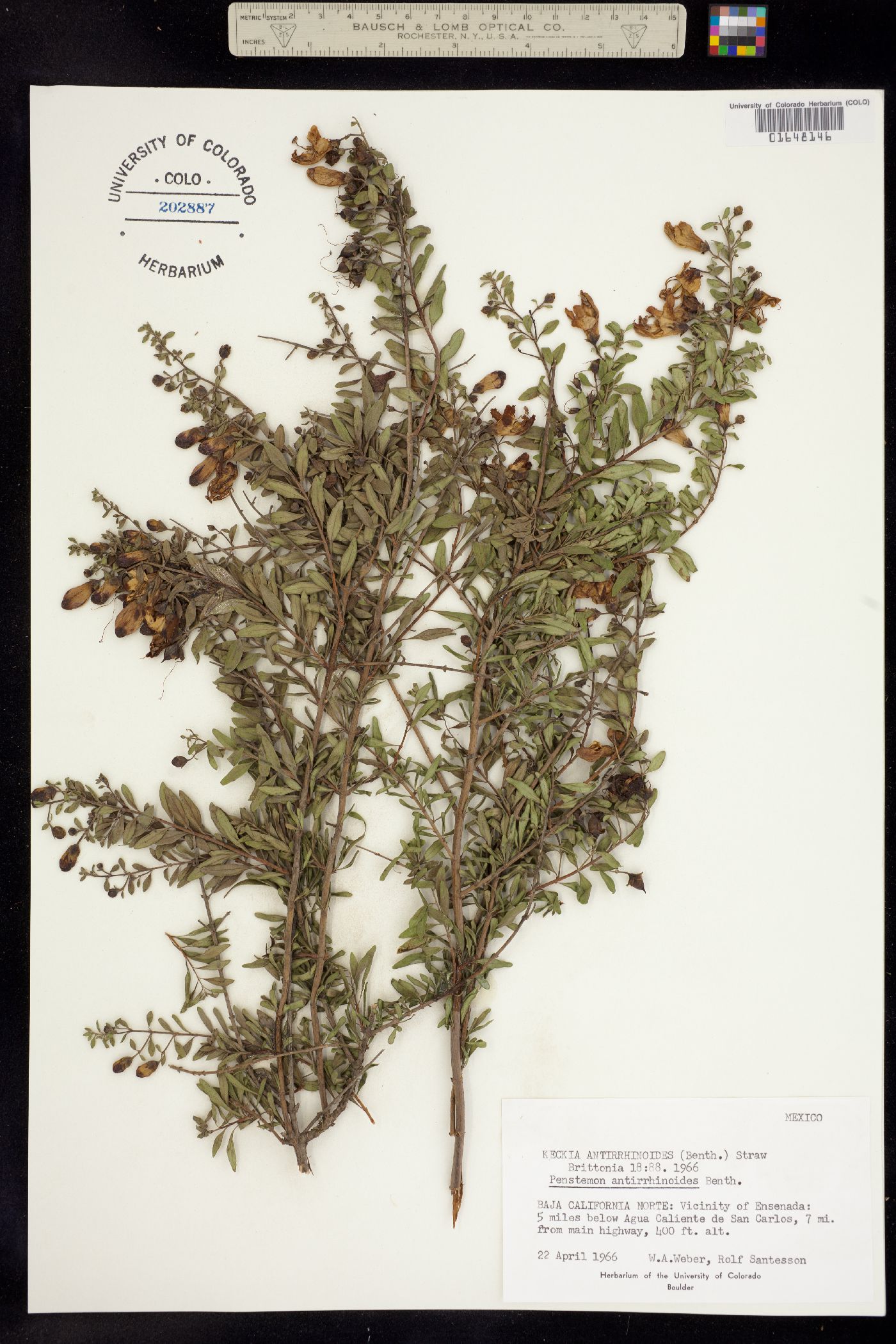 Keckiella antirrhinoides image