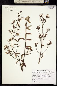 Keckiella breviflora subsp. glabrisepala image