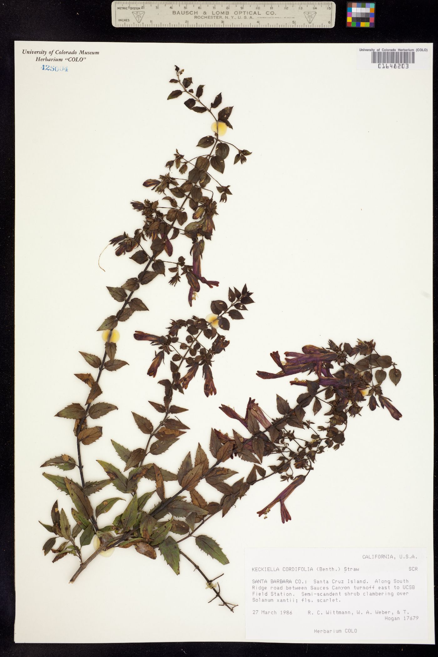 Keckiella cordifolia image
