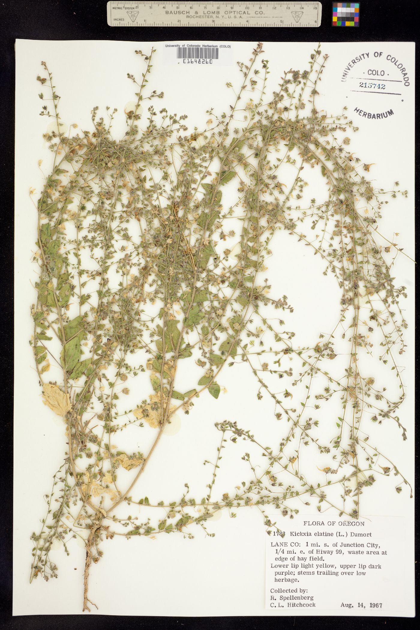 Kickxia elatine image